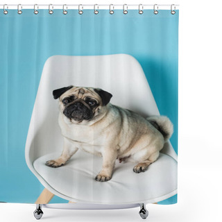 Personality  Funny Pug Dog Looking At Camera While Sitting On White Chair On Blue Background Shower Curtains