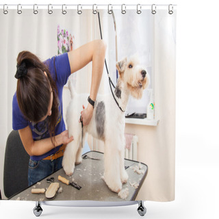 Personality  Fox Terrier Getting His Hair Cut Shower Curtains