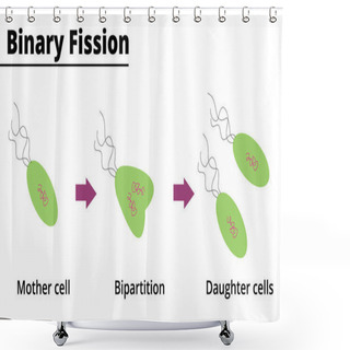 Personality  Binary Fission. Asexual Reproduction Of Some Unicellular Organisms. Vector Illustration. Didactic Illustration. Shower Curtains