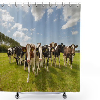 Personality  Dutch Cows In A Meadow Shower Curtains