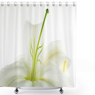 Personality   Yellow Lily Flower On White Background Shower Curtains