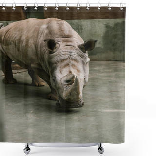 Personality  Closeup Shot Of Endangered White Rhino At Zoo  Shower Curtains