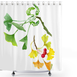 Personality  Green Ginkgo Biloba With Leaves Isolated On White. Watercolour Ginkgo Biloba Drawing Isolated Illustration Element. Shower Curtains