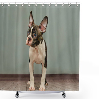 Personality  Black And White Boston Terrier, On A Green Background Shower Curtains
