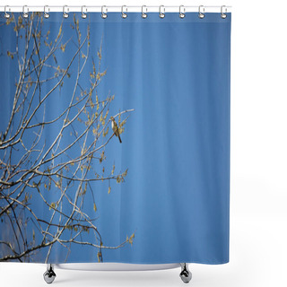 Personality  White-throated Sparrow (Zonotrichia Albicollis) Perched In A Tree Shower Curtains