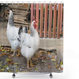 Personality  Hens In The Backyard Into A Sunny Day Shower Curtains