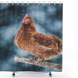 Personality  Free Range Domestic Rustic Eggs Chicken On A Wood Branch Outside During Winter Storm. Shower Curtains
