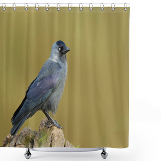 Personality  Jackdaw On A Post Against Colourful Background, UK. Shower Curtains