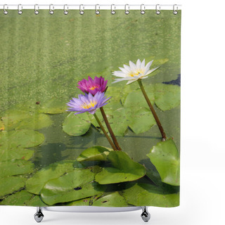 Personality  Lotus Blossoms Or Water Lily Shower Curtains