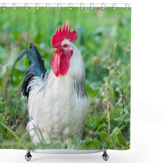 Personality  Beautiful Rooster On Nature Background  Shower Curtains