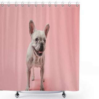 Personality  Small French Bulldog On Pink Background Shower Curtains