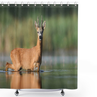 Personality  Close Up View Of Roe Deer In Natural Habitat Shower Curtains