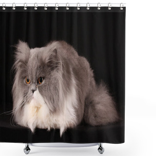 Personality  Grey Persian Cat On Black Background Shower Curtains