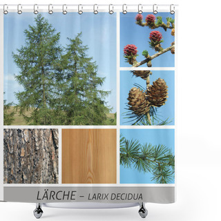 Personality  Larch, European Larch, Conifer, Larix, Decidua, Needle, Evergreen Shower Curtains