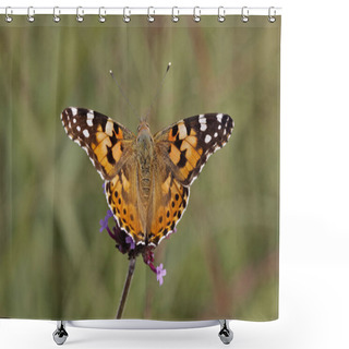 Personality  Painted Lady Butterfly, Vanessa Cardui, Cynthia Cardui, Germany, Europe Shower Curtains