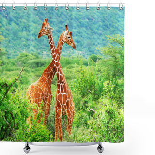 Personality  Fight Of Two Giraffes Shower Curtains