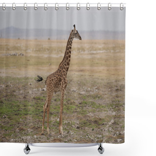 Personality  Giraffe In The Savannah Shower Curtains