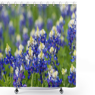 Personality  Texas Bluebonnets (Lupinus Texensis) Blooming On The Meadow Shower Curtains