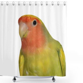 Personality  Lovebird Isolated On White Background, Agapornis Roseicollis Shower Curtains