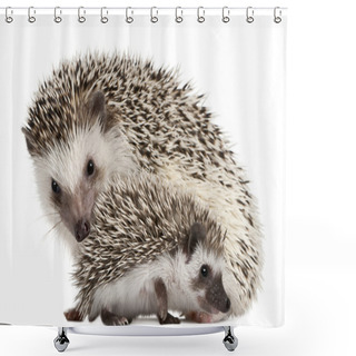 Personality  Four-toed Hedgehogs, Atelerix Albiventris, 3 Weeks Old, In Front Of White Background Shower Curtains