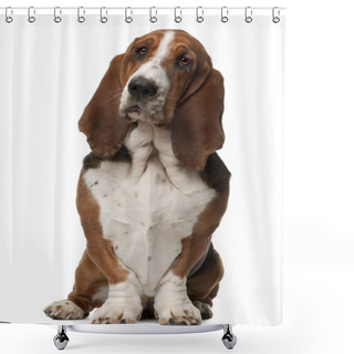 Personality  Basset Hound, 2 Years Old, Sitting In Front Of White Background Shower Curtains