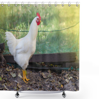 Personality  Close Up Photo Of  Cock Outside. Chicken Living Outdoors  Shower Curtains