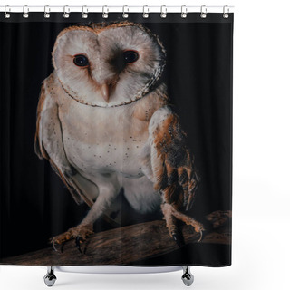 Personality  Cute Wild Barn Owl On Wooden Branch In Dark Isolated On Black Shower Curtains