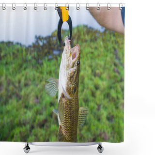 Personality  Fisherman Showing Fish That Caught With Artificial Bait, Traira Fish (Hoplias Malabaricus). Shower Curtains