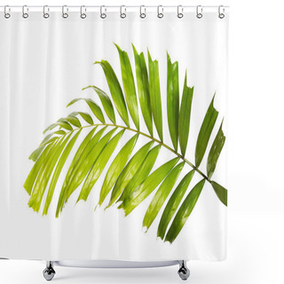 Personality  Macarthur Palm Leaves Or (Ptychosperma Macarthurii), Tropical Foliage Isolated On White Background With Clipping Path Shower Curtains