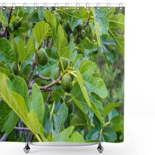 Personality  Branches Of A Fig Tree With Its Figs Shower Curtains