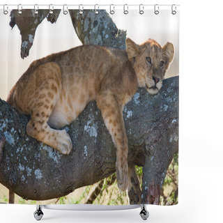 Personality  Little Lion Cub Sitting On Tree Shower Curtains