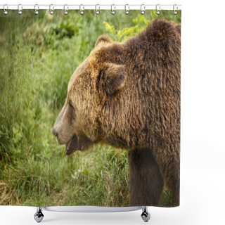 Personality  Brown Bear, Wildlife Shower Curtains