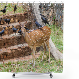 Personality  Chital And Crows In The Fort Frederick In Trincomalee, Sri Lanka Shower Curtains