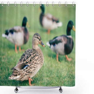 Personality  Domestic Ducks On Green Grass Shower Curtains