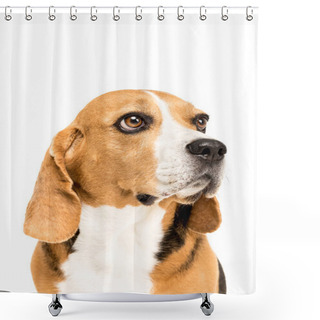 Personality  Cute Beagle Dog Shower Curtains