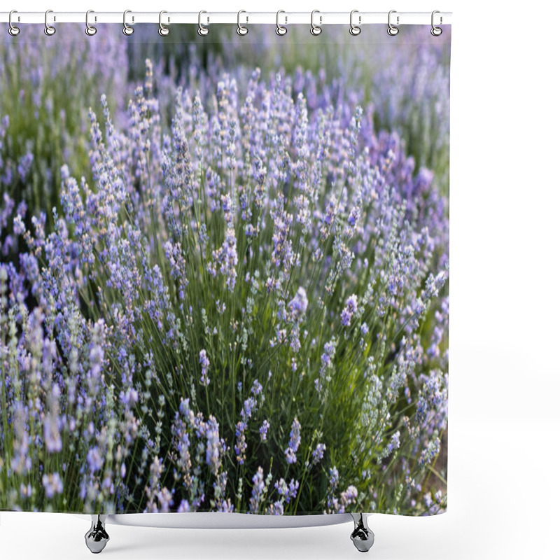 Personality  beautiful violet lavender flowers in field shower curtains