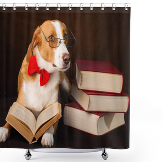 Personality  Cute Mixed Breed Dog Posing As An Intellectual Shower Curtains