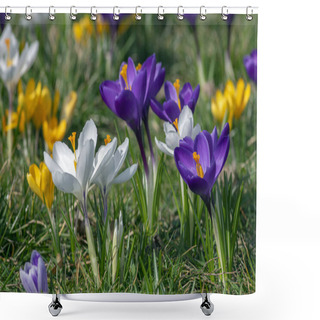 Personality  Field Of Flowering Crocus Vernus Plants, Group Of Bright Colorful Early Spring Flowers In Bloom, Beautiful Ornamental Springtime Garden Shower Curtains