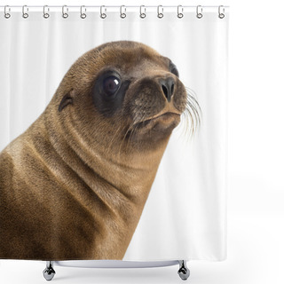 Personality  Close-up Of A Young California Sea Lion, Zalophus Californianus, 3 Months Old Against White Background Shower Curtains