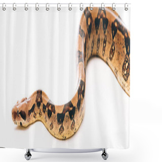 Personality  Panoramic Shot Of Python On White Background Shower Curtains
