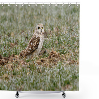 Personality  Short-eared Owl With The First Lights Of A Cold Winter Day, Asio Flammeus Shower Curtains