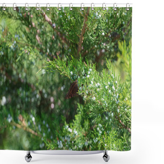 Personality  Selective Focus Of Cypress Green Branches With Cones Shower Curtains