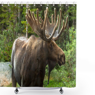 Personality  Moose Shower Curtains