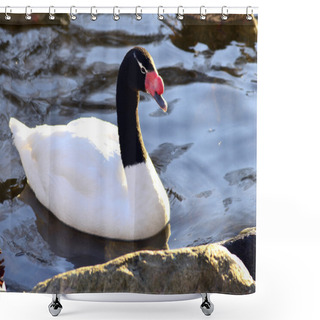 Personality  Black Necked Swan Shower Curtains