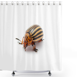 Personality  Colorado Beetle Shower Curtains