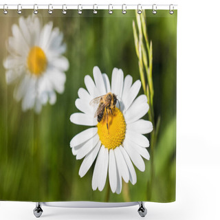 Personality  White Marguerite And European Honey Bee. Leucanthemum Vulgare. Apis Mellifera. Beautiful Honeybee Close-up When Pollinating The Sunlit Ox-eye Daisy. Grass In A Spring Green Background. Shower Curtains