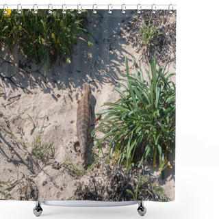 Personality  Blotched Blue-Tongued Skink Lizard Resting On Sand Dune Shower Curtains