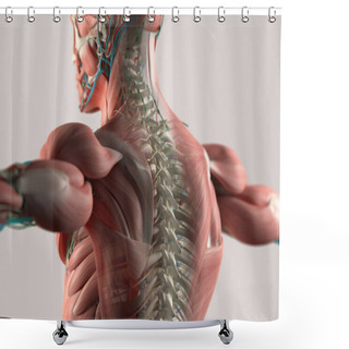 Personality  Human Spine Model Shower Curtains