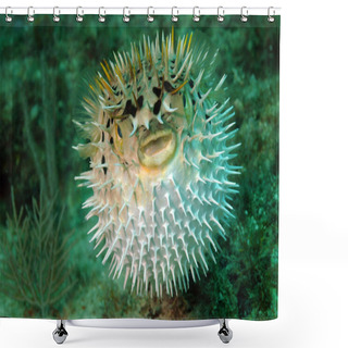 Personality  Puffed Up Blowfish Swimming Underwater In The Ocean Shower Curtains