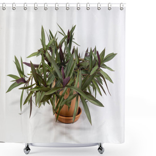 Personality  Rhoeo Plants In A Pot, Tradescantia Spathacea, Boat Lily, Moses In A Basket, Moses-in-the-Cradle, Oyster Plant, White-flowered; Two Colored Foliage, Being Green On Top And Purple Underneath. Shower Curtains